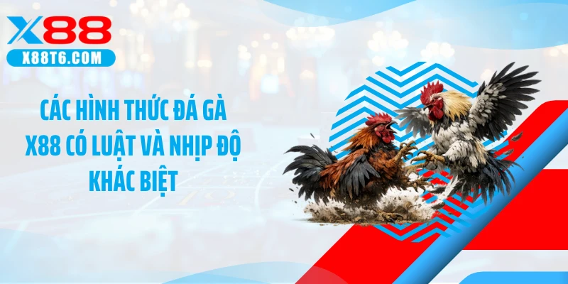 Các hình thức đá gà X88 có luật và nhịp độ khác biệt